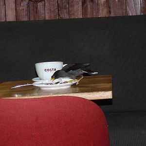 Javan Myna, November 2015