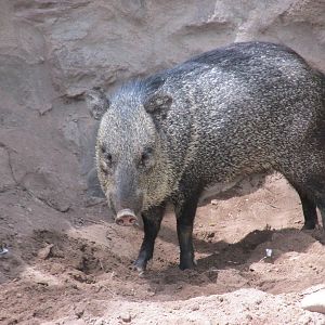 collared peccary mendoza zoo