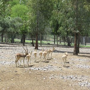 blackbuck antelope mendoza zoo