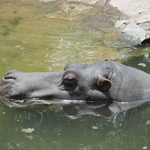 hippo  mendoza zoo