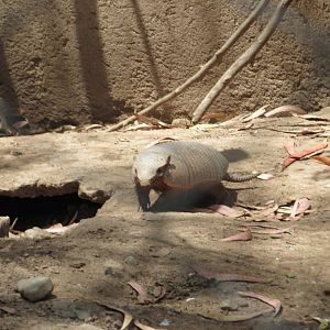 small hairy armadillo mendoza zoo
