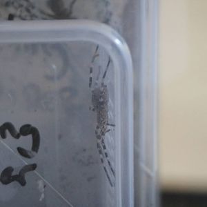 Fishing spiders - Hemsley Conservation Centre, October 2015