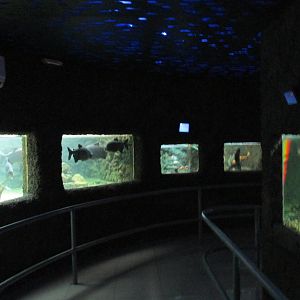 acuario mendoza