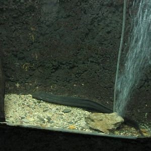 South american lungfish acuario mendoza