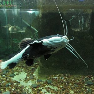 red tail catfish acuario mendoza