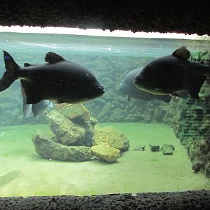 pacu acuario mendoza