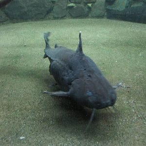 armored catfish acuario mendoza