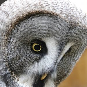 Great grey owl - Battlefield Falconry Centre, November 2015