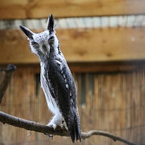 Southern white-faced scops owl - Battlefield Falconry Centre, November 2015