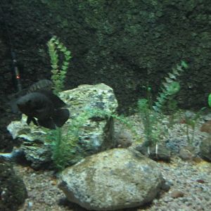 c. facetum  ciclido chancho acuario mendoza