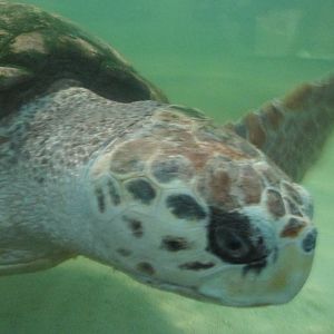 loggerhead turtle jorge acuario mendoza