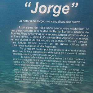 loggerhead turtle jorge sign acuario mendoza