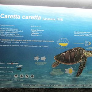 loggerhead turtle jorge sign acuario mendoza
