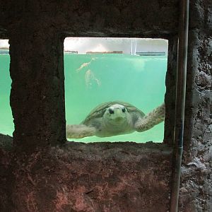 loggerhead turtle jorge exhibit acuario mendoza