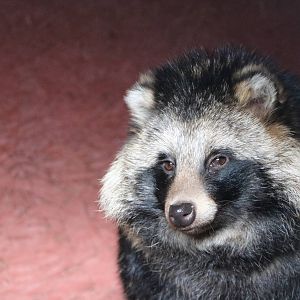 Raccoon dog, November 2015