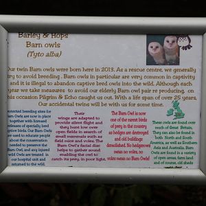 Honest barn owl sign, November 2015