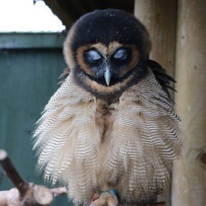 Brown wood owl, November 2015