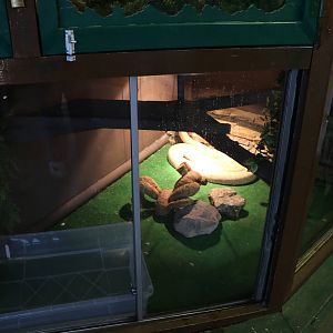 Burmese python enclosure, November 2015