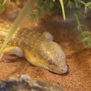 Berber skink, November 2015
