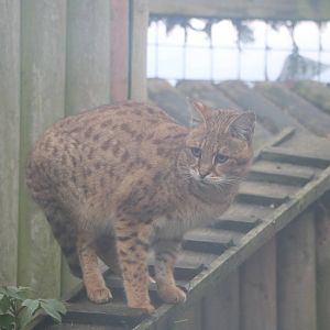 Savannah cat, November 2015