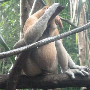 Proboscis Monkey, December 2015