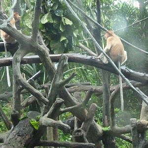 Proboscis Monkeys, December 2015