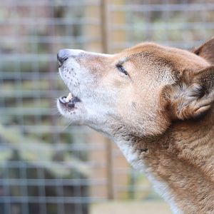 New Guinea Dog singing, November 2015