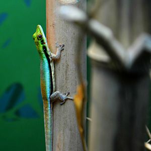YELLOW HEADED DAY GECKO