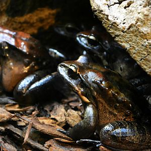 MOUNTAIN CHICKEN FROGS
