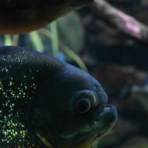 PIRANHA