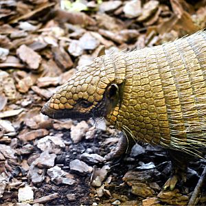 ARMADILLO