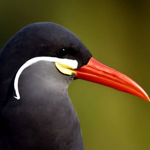 INCA TERN