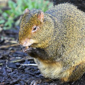 AGOUTI