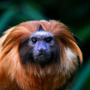 GOLDEN TAMARIN