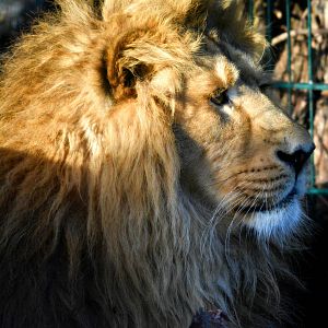 ASIATIC LION