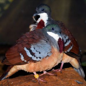 MINDANAO BLEEDING HEART?