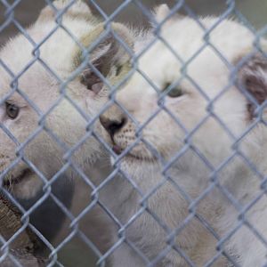 White Lion cubs