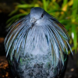 NICOBAR PIGEON