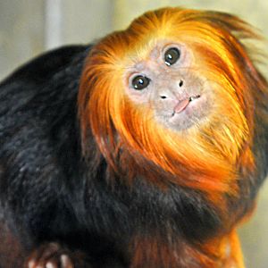 GOLDEN HEADED TAMARIN
