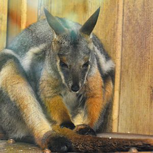 YELLOW FOOTED ROCK WALLABY