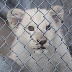 White Lion cub