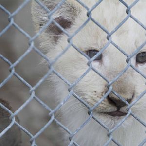 White Lion cub