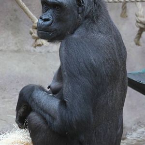 Gorilla