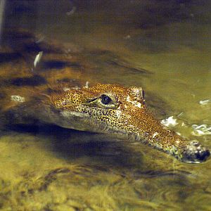 Johnstone's crocodile