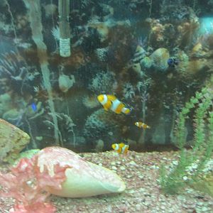 clownfish acuario mendoza