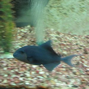 triggerfish acuario mendoza