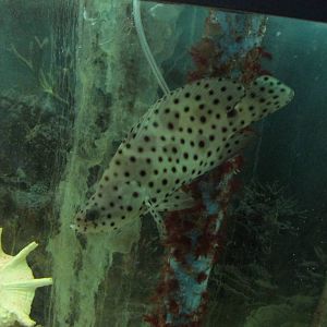 panther grouper acuario mendoza