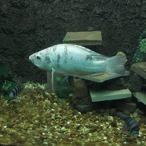 tilapia acuario mendoza