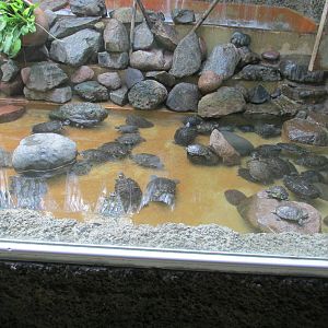 turtle pond acuario mendoza