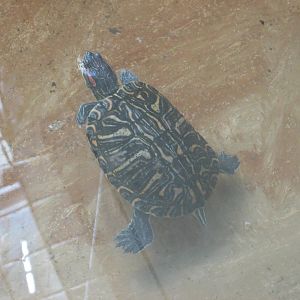 slider turtle acuario mendoza